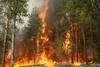 500 лесничих в Подмосковье уволили накануне лесных пожаров