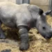 800-килограммовой самке носорога срастили сломанную кость.